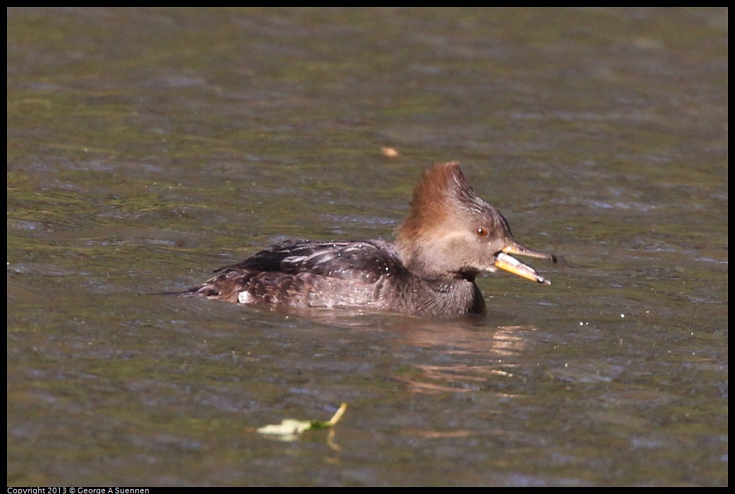 0104-105251-02.jpg - Hooded Merganser