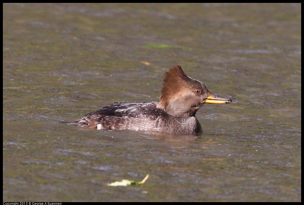 0104-105252-03.jpg - Hooded Merganser