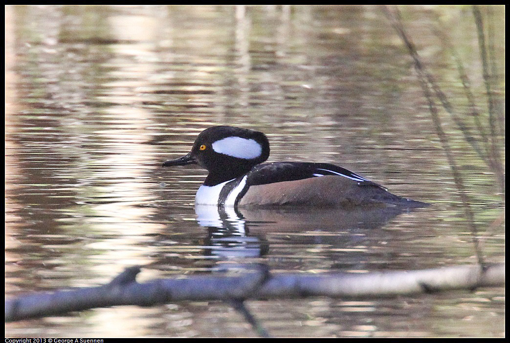 0104-105422-02.jpg - Hooded Merganser