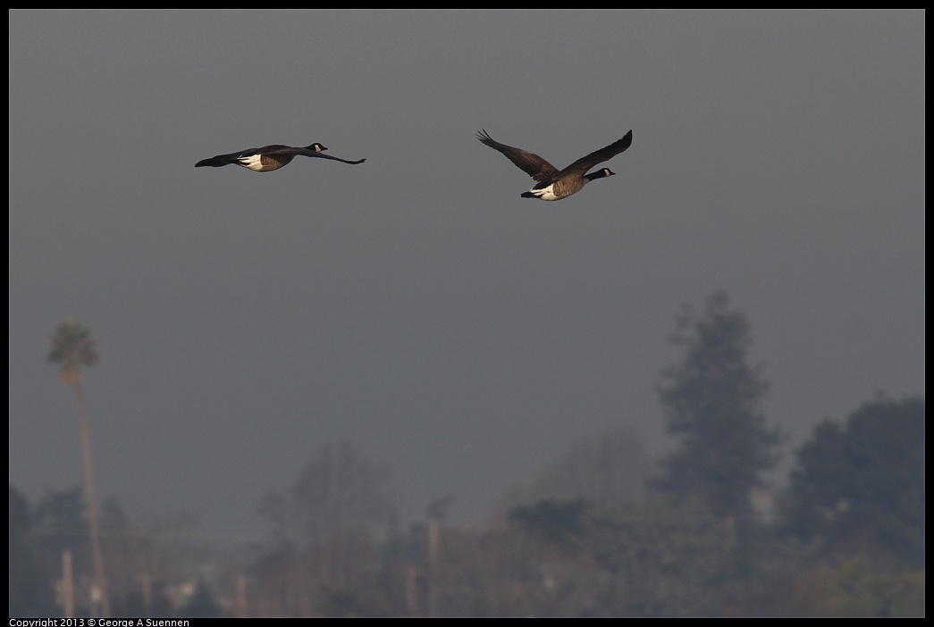 0108-085836-05.jpg - Canada Goose