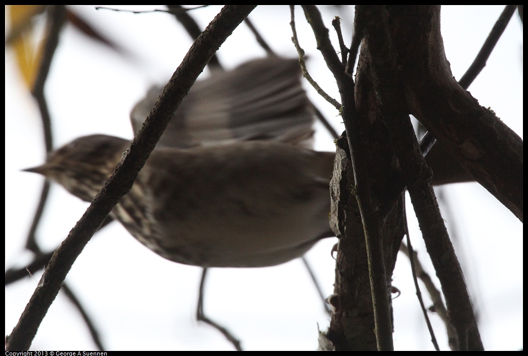 0111-093052-01.jpg - Hermit Thrush (Id only)