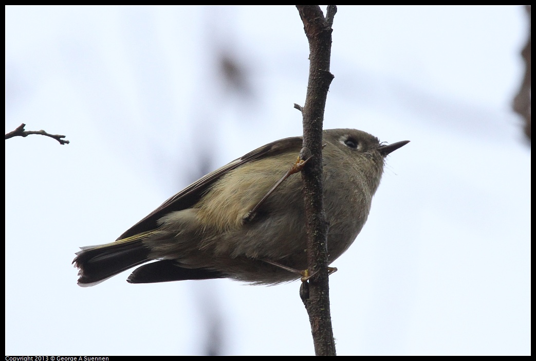 0111-094340-04.jpg - Ruby-crowned Kinglet