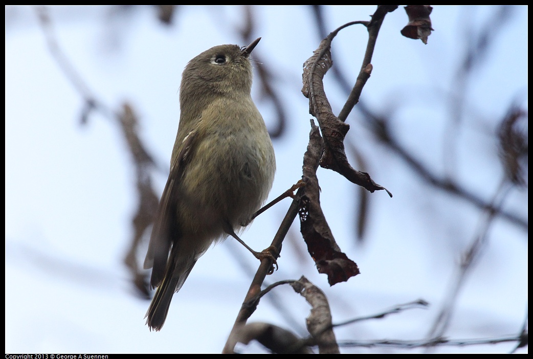 0111-094343-01.jpg - Ruby-crowned Kinglet