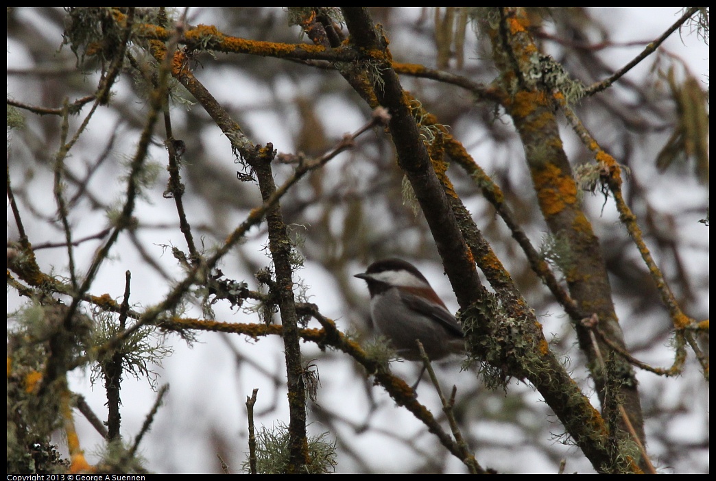 0111-094827-01.jpg - Chestnut-backed Chickadee