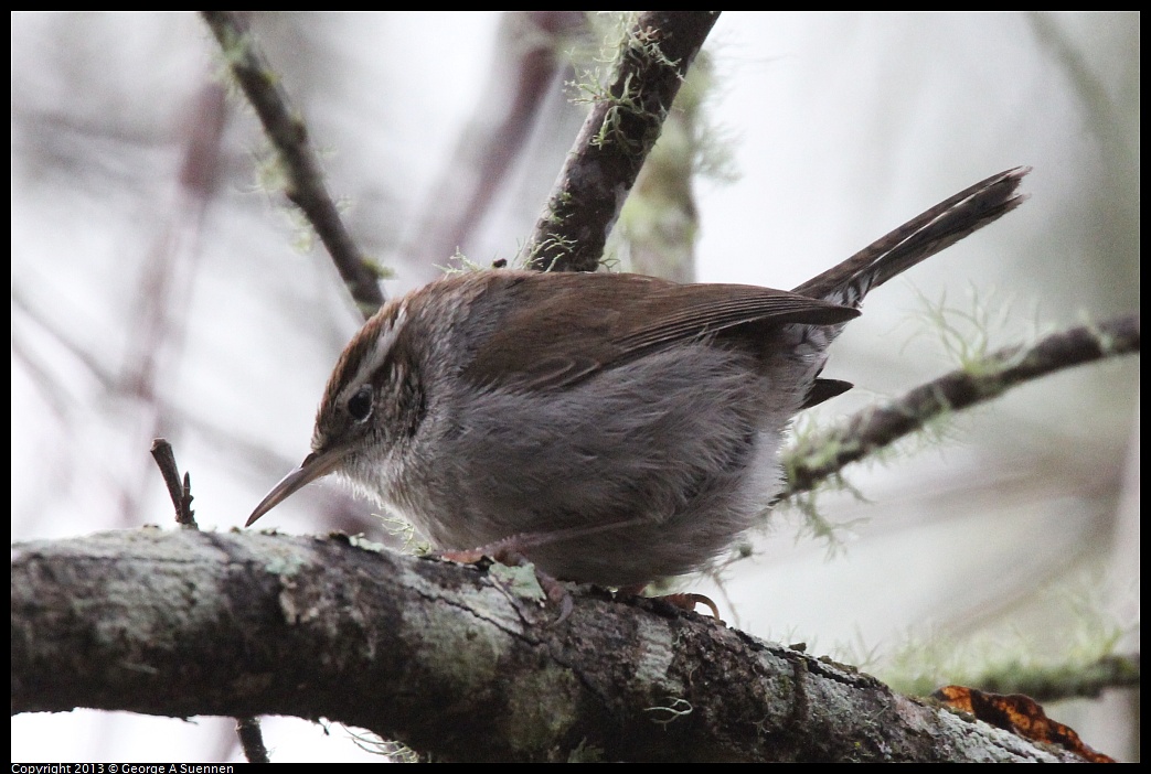 0111-094902-01.jpg - Bewick's Wren