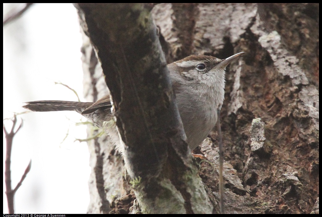 0111-094912-01.jpg - Bewick's Wren