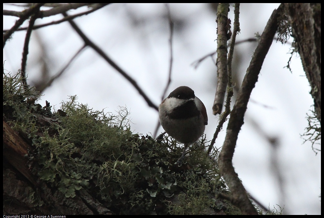 0111-095035-03.jpg - Chestnut-backed Chickadee