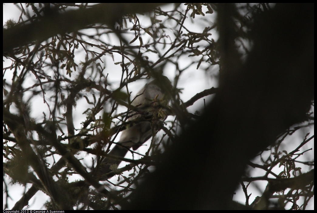 0111-095509-03.jpg - Western Scrub Jay (Id only)