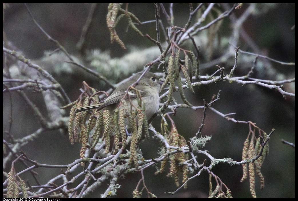 0111-095737-04.jpg - Hutton's Vireo