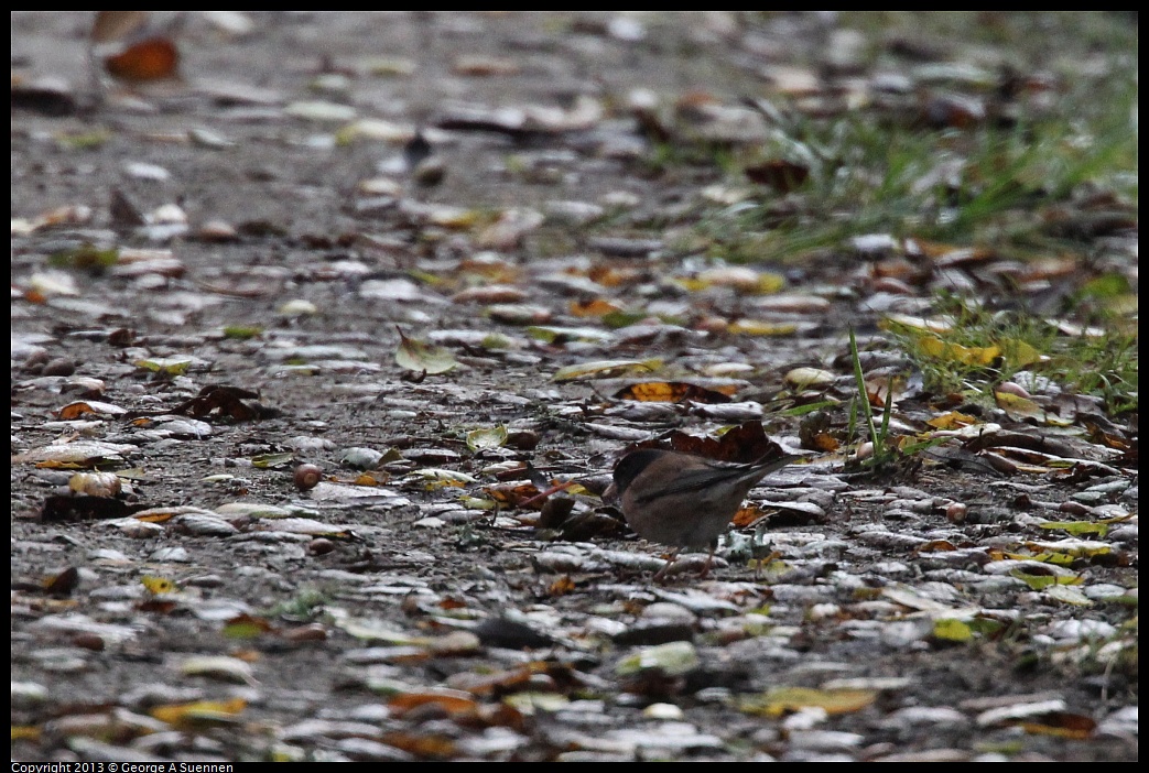 0111-100554-02.jpg - Dark-eyed Junco (Id only)