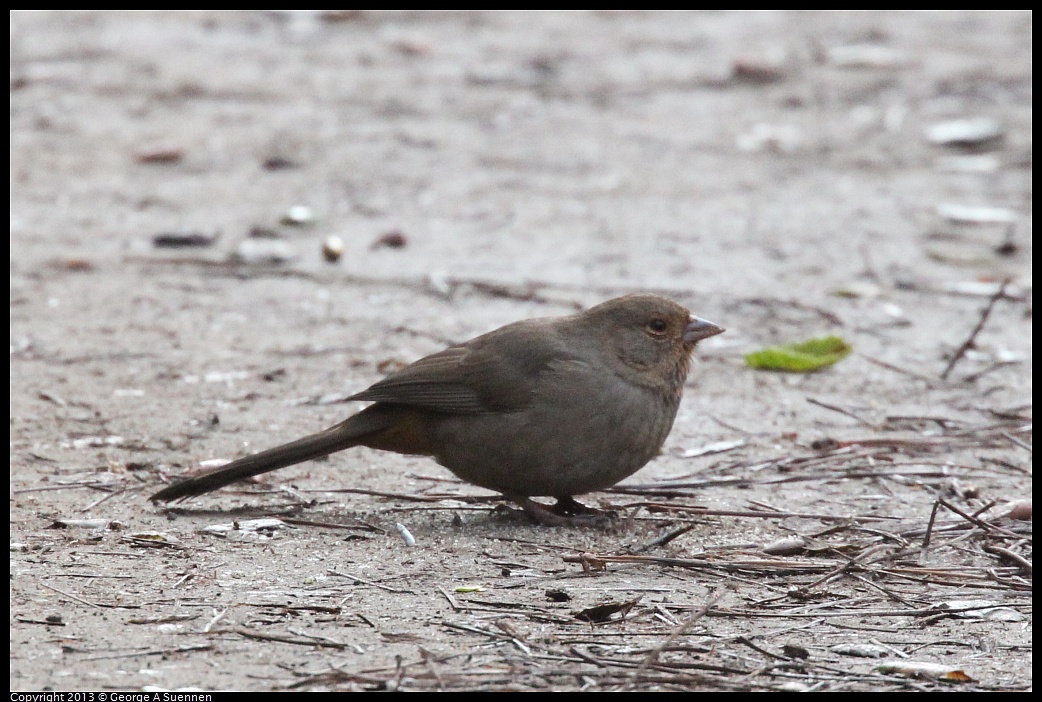 0111-100804-02.jpg - California Towhee