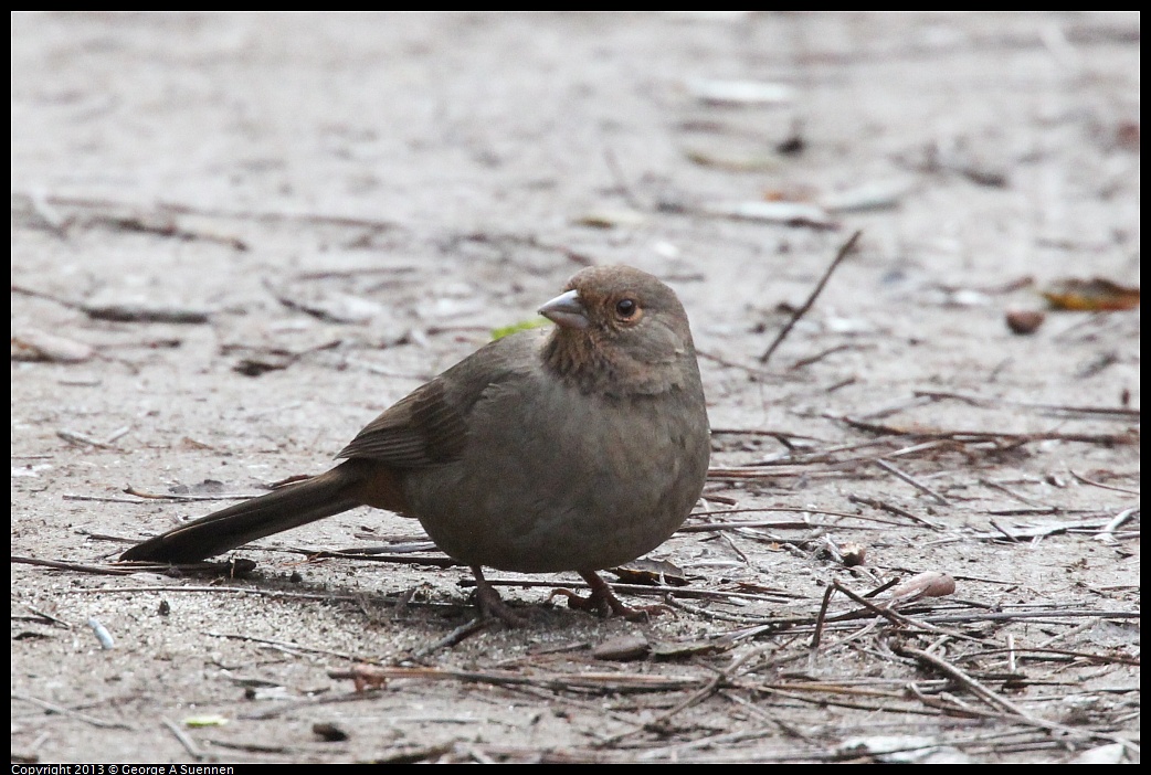 0111-100831-03.jpg - California Towhee