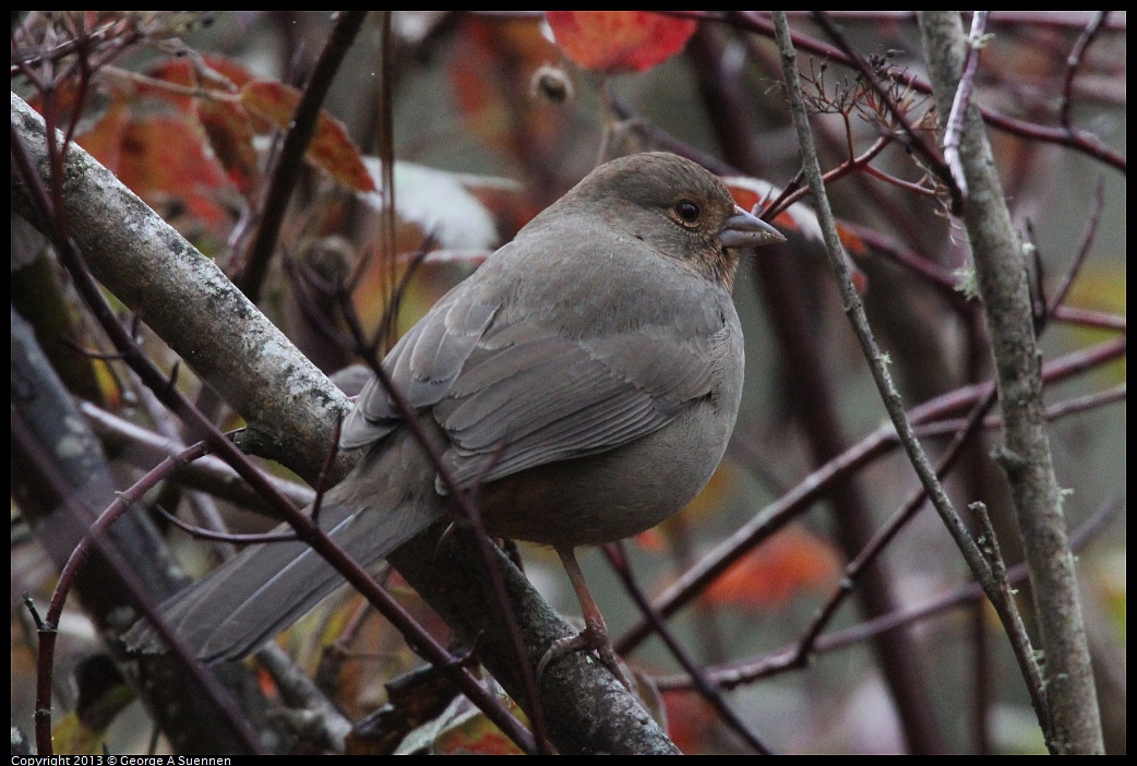 0111-100934-03.jpg - California Towhee