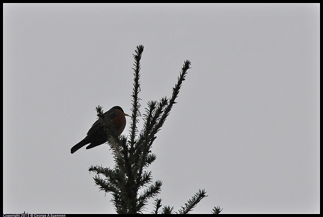 0111-101602-03.jpg - American Robin