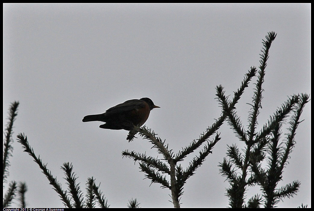 0111-101635-03.jpg - American Robin