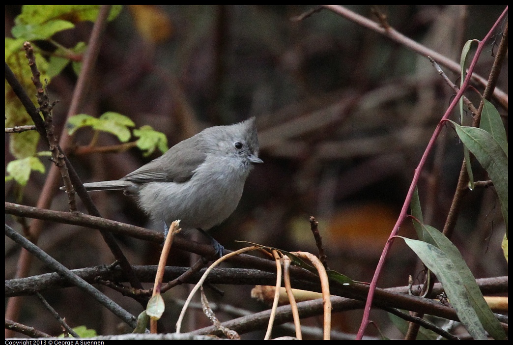 0111-101814-01.jpg - Oak Titmouse