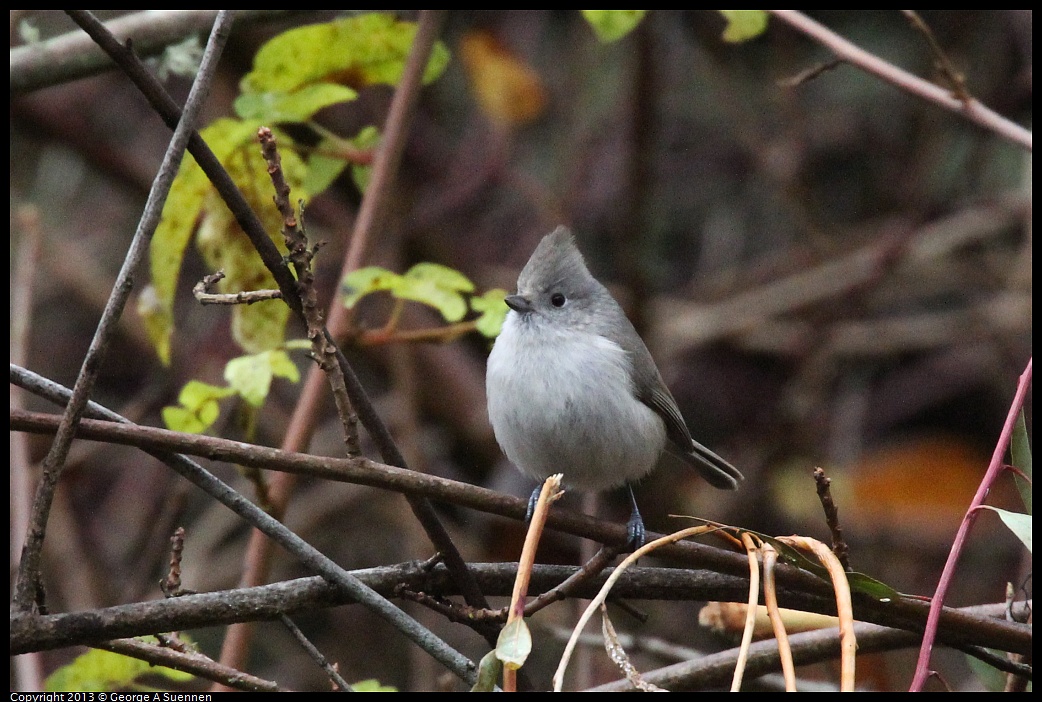 0111-101815-01.jpg - Oak Titmouse