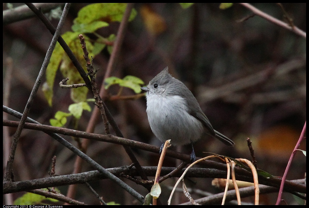 0111-101816-04.jpg - Oak Titmouse