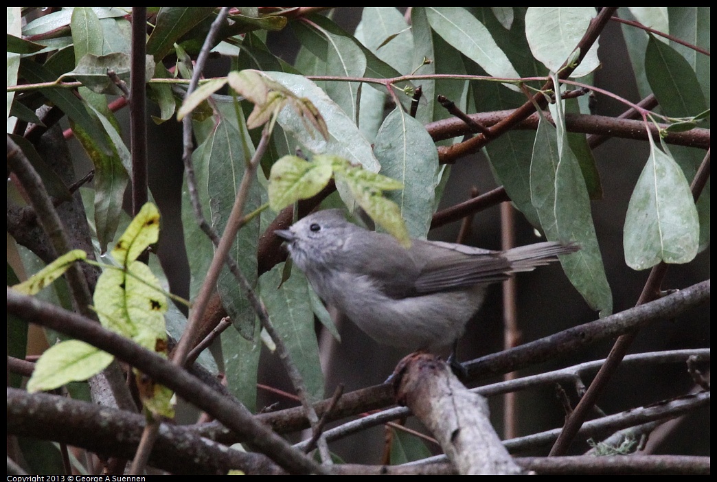 0111-101900-01.jpg - Oak Titmouse