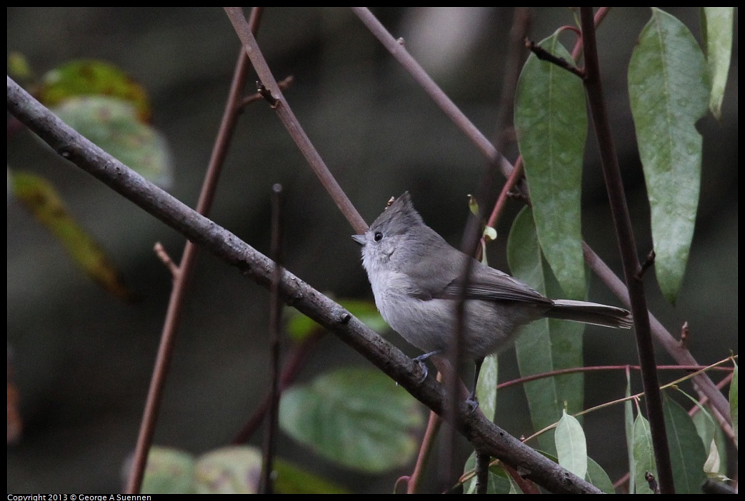 0111-101907-02.jpg - Oak Titmouse