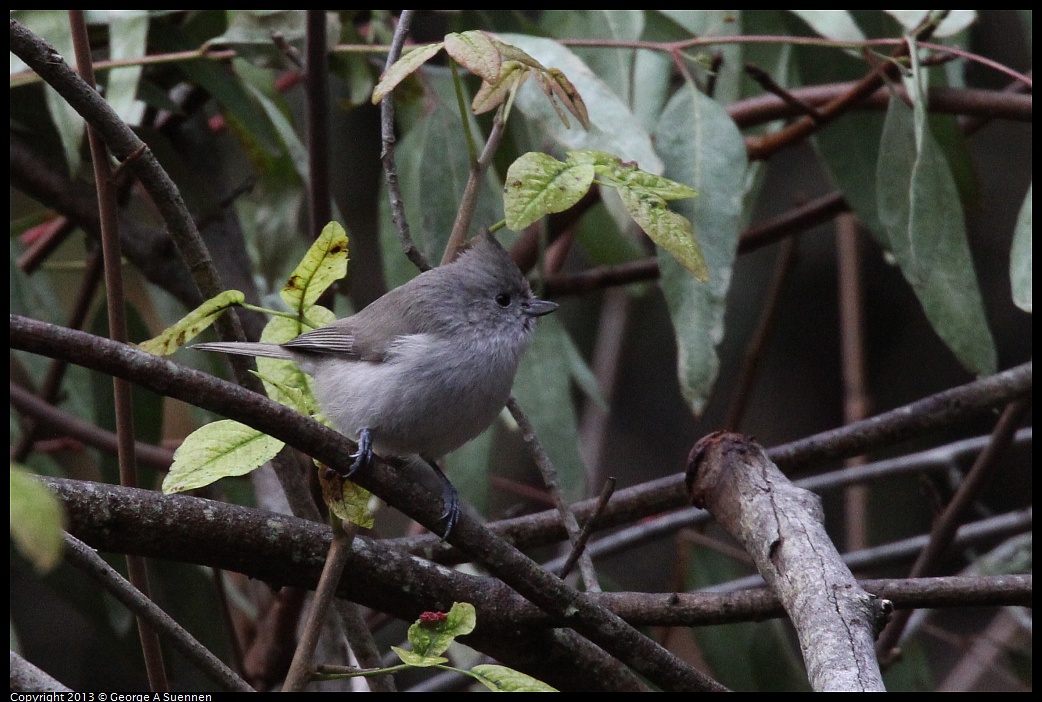 0111-101911-02.jpg - Oak Titmouse