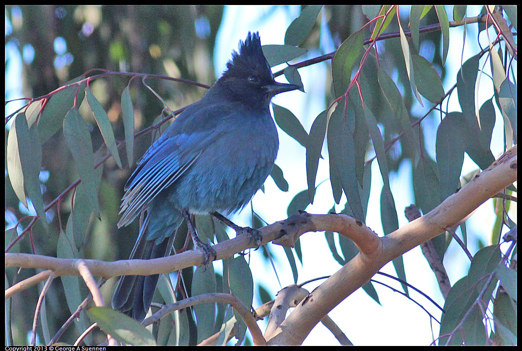 0112-150053-01.jpg - Stellar Jay