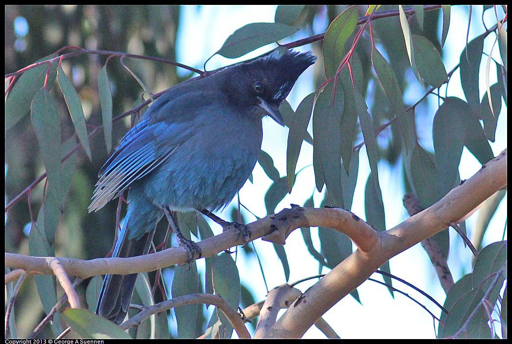 0112-150054-01.jpg - Stellar Jay