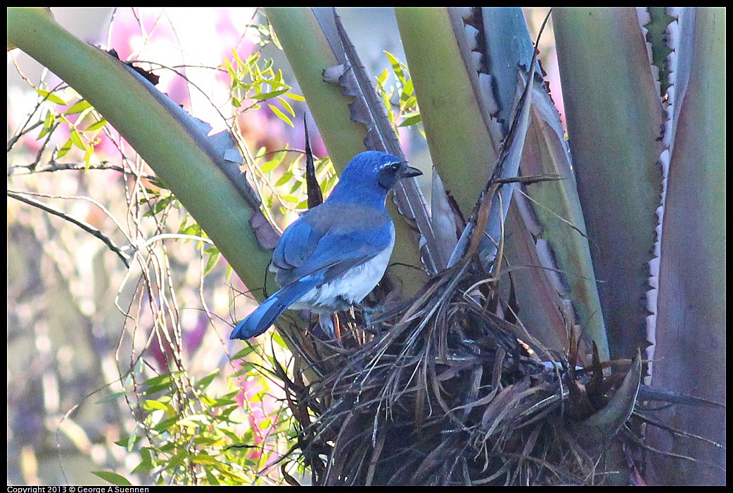 0112-160646-02.jpg - Western Scrub Jay