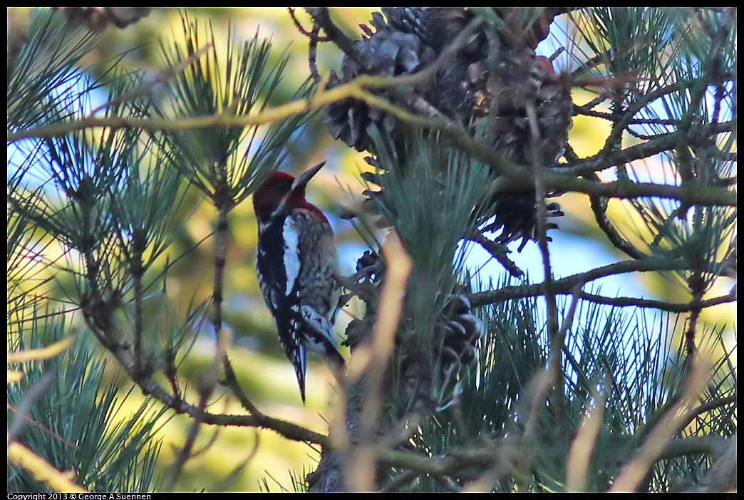 0112-160949-02.jpg - Red-bellied Sapsucker