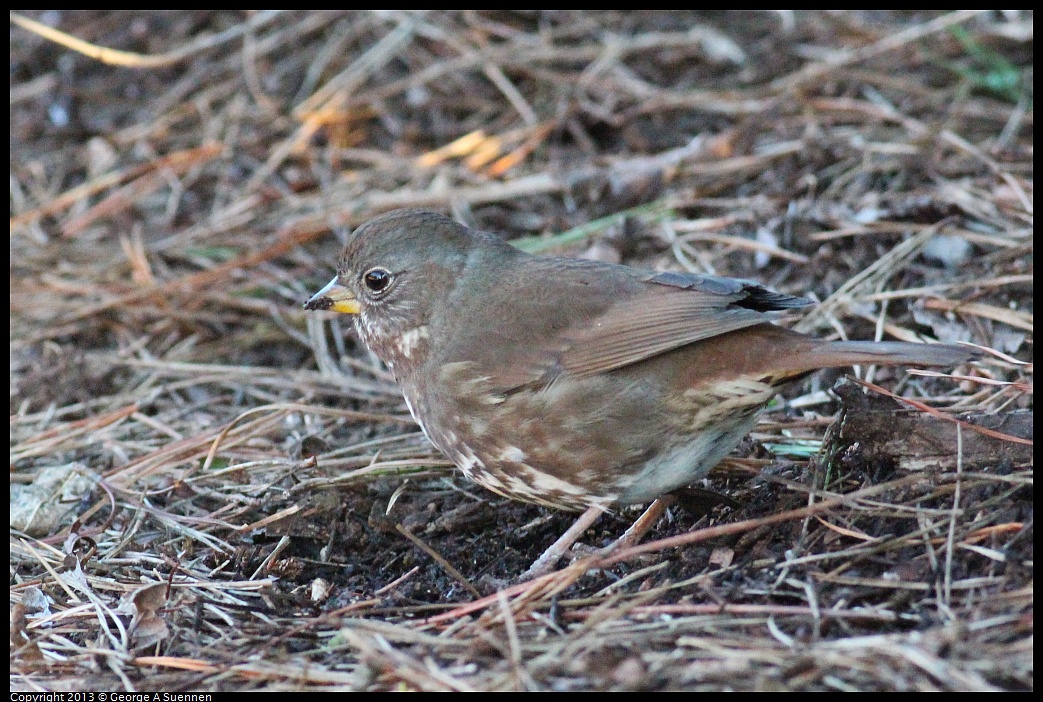 0112-161844-02.jpg - Fox Sparrow