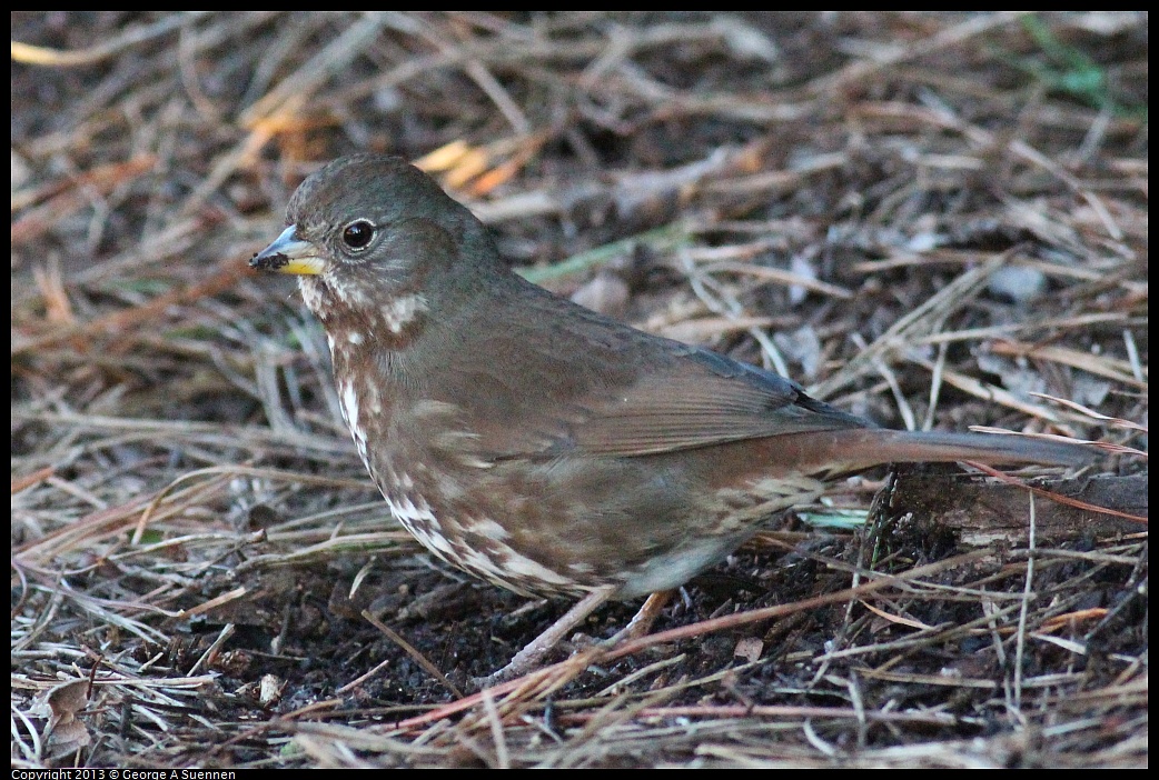 0112-161844-05.jpg - Fox Sparrow