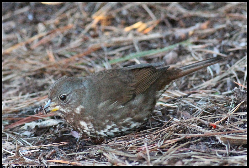 0112-161847-02.jpg - Fox Sparrow