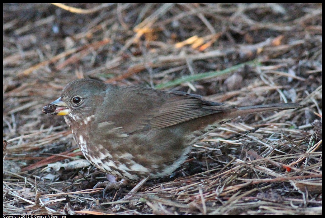 0112-161850-03.jpg - Fox Sparrow