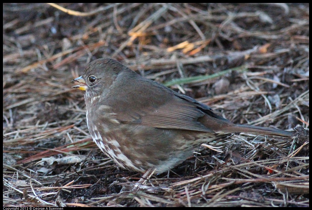 0112-161902-04.jpg - Fox Sparrow