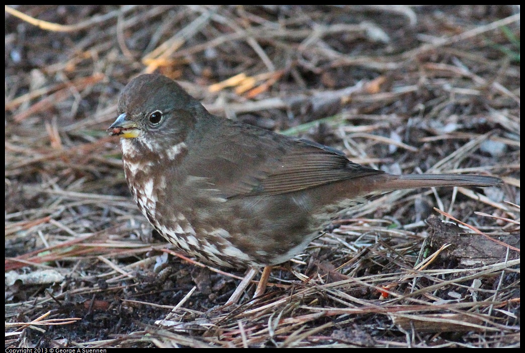 0112-161907-05.jpg - Fox Sparrow