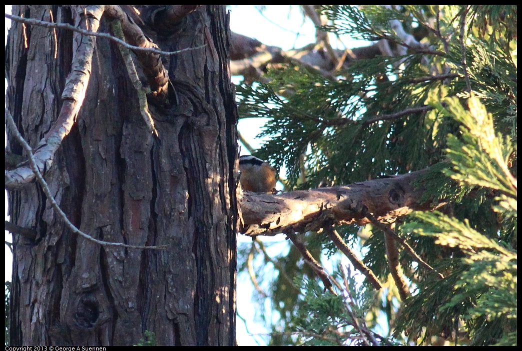 0112-162633-05.jpg - Red-breasted Nuthatch (Id only)