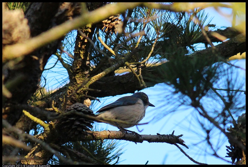 0112-162946-02.jpg - Western Scrub Jay