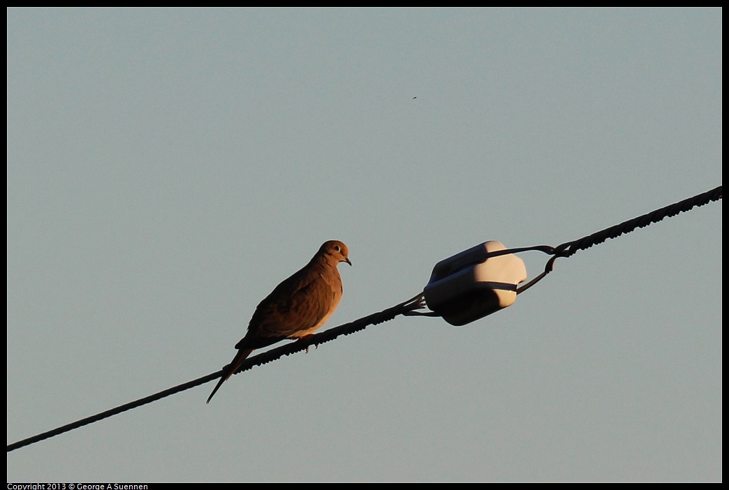 0112-163028-02.jpg - Mourning Dove