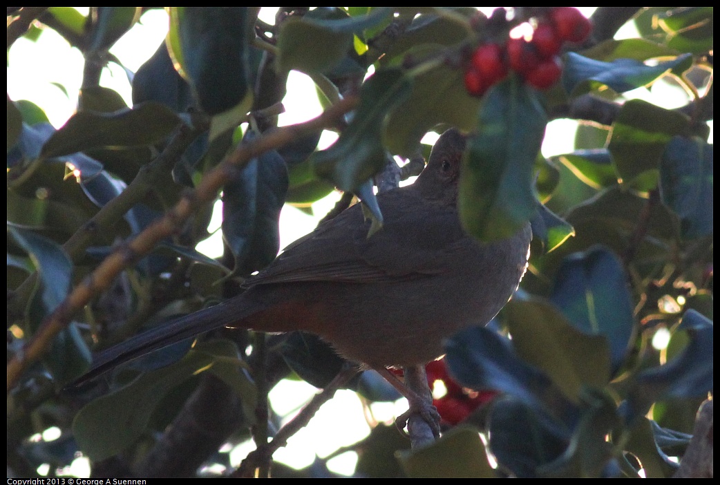 0112-163312-02.jpg - California Towhee