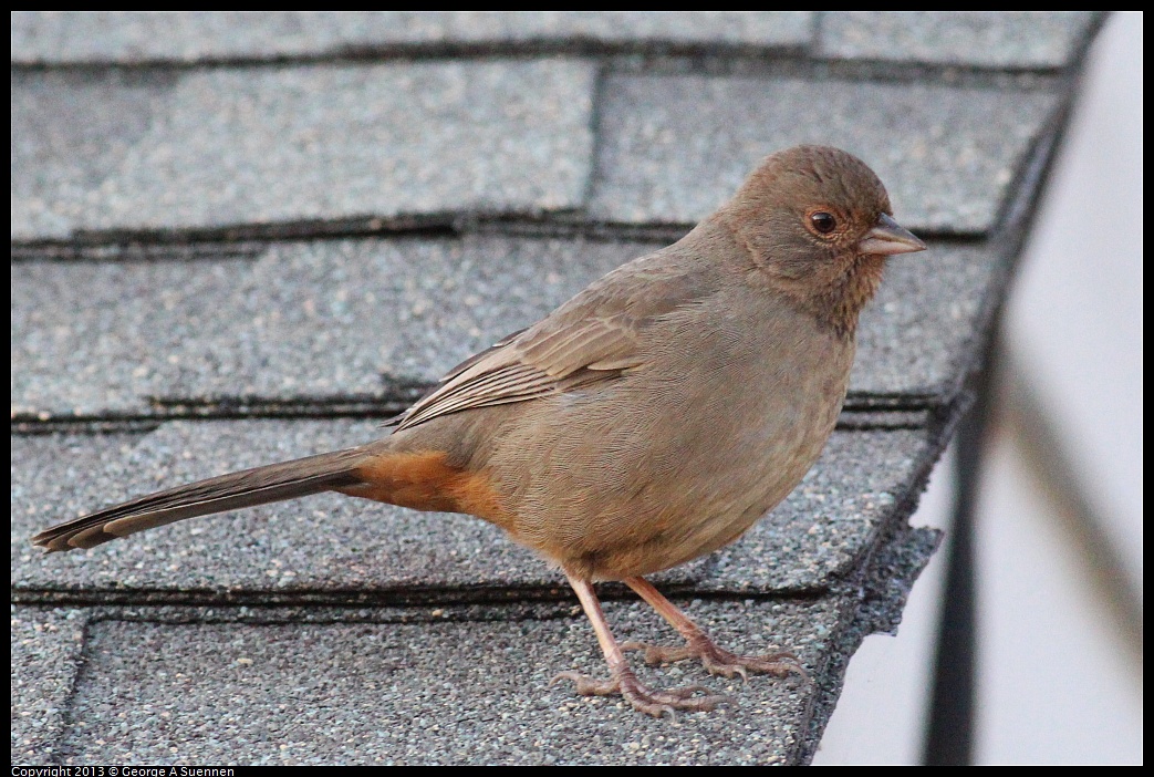 0112-163359-01.jpg - California Towhee