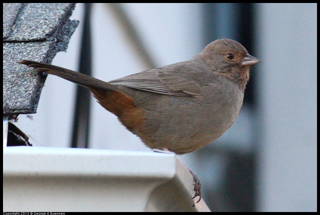 0112-163434-01.jpg - California Towhee