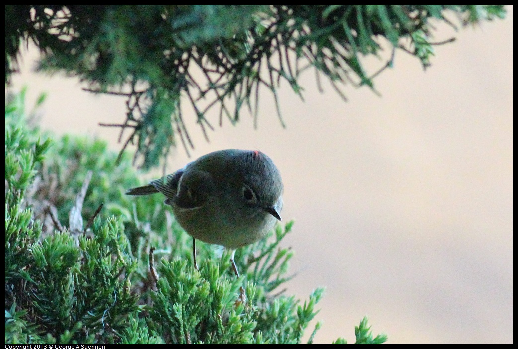 0112-164024-04.jpg - Ruby-crowned Kinglet