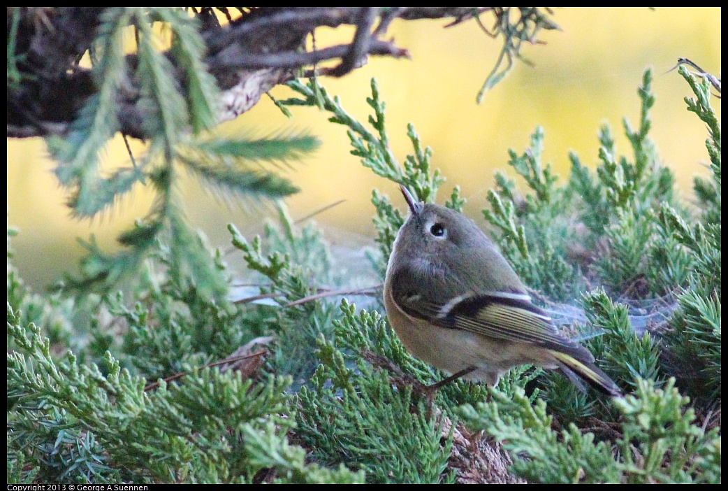 0112-164031-01.jpg - Ruby-crowned Kinglet