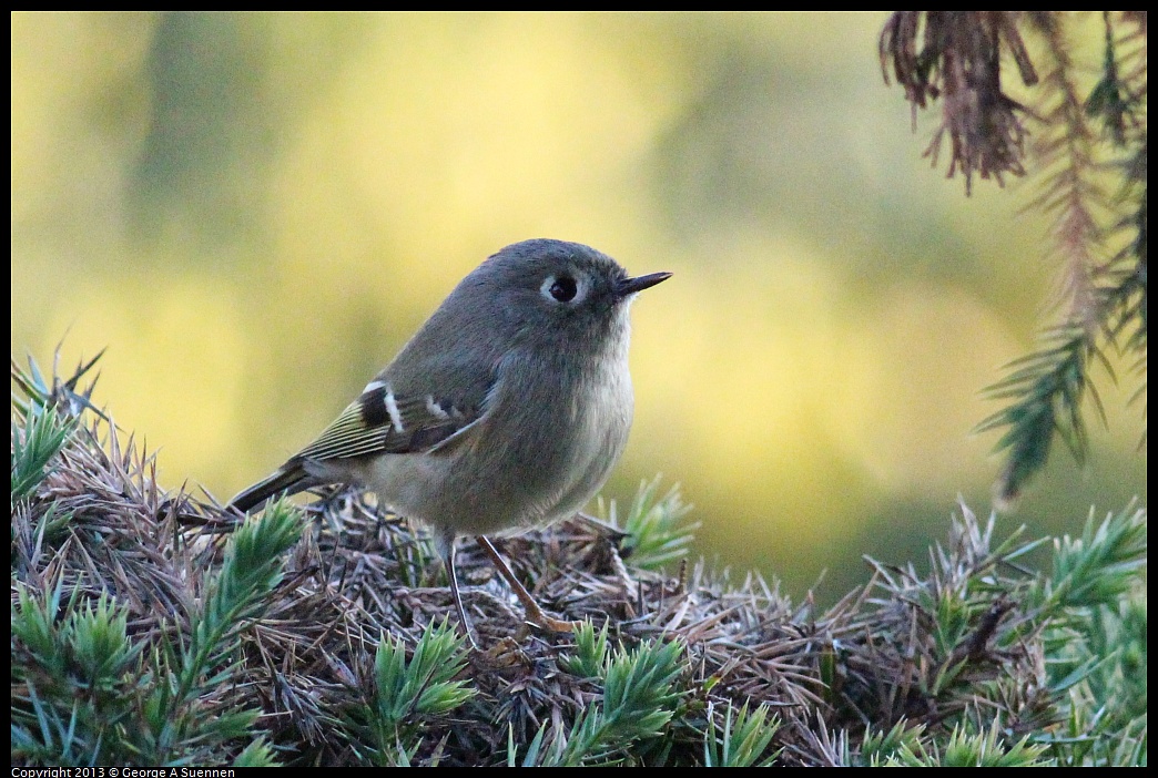 0112-164145-02.jpg - Ruby-crowned Kinglet