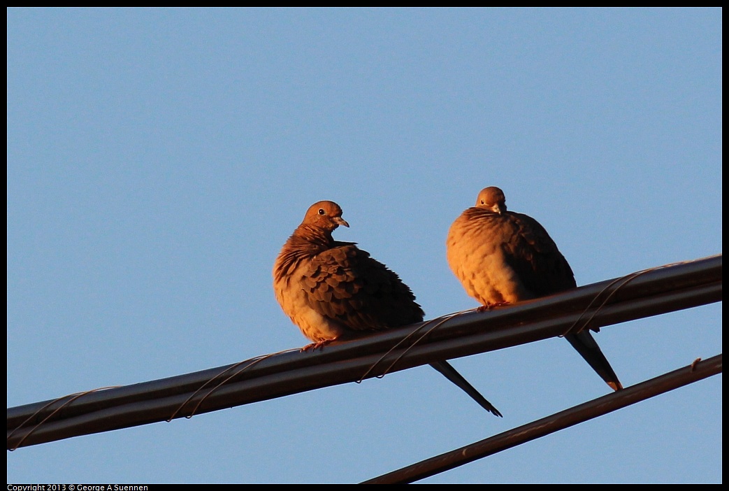 0112-164702-02.jpg - Mourning Dove