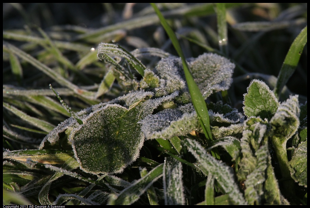 0115-082649-01.jpg - Frost