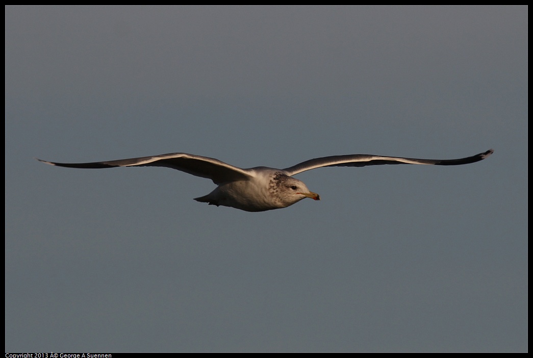 0115-082904-03.jpg - California Gull