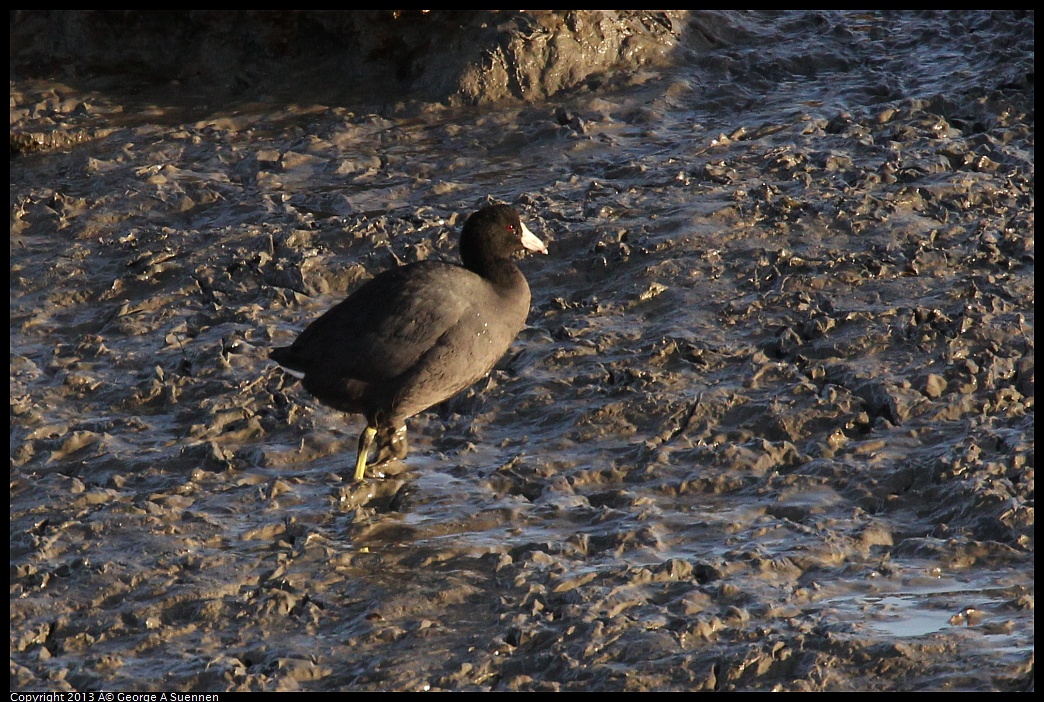 0115-082920-01.jpg - American Coot