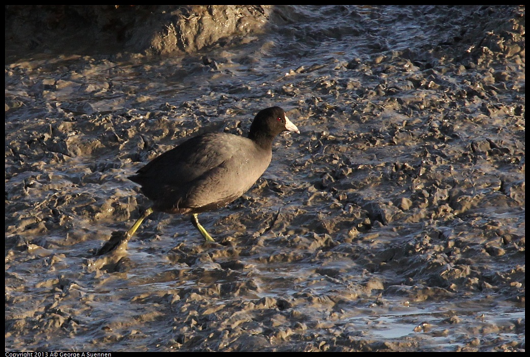 0115-082920-02.jpg - American Coot