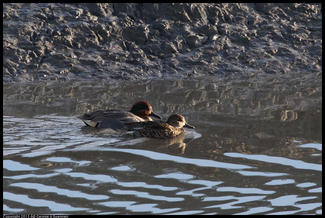 0115-082928-02.jpg - Green-winged Teal